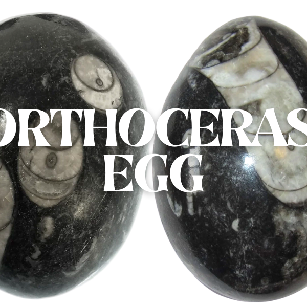 Orthoceras Egg