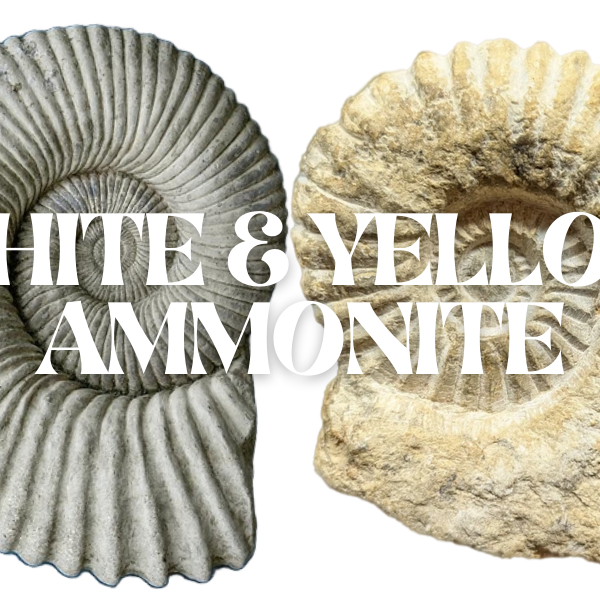 White & Yellow Ammonite