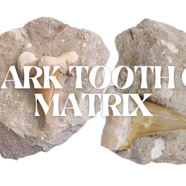 Shark Tooth On Matrix