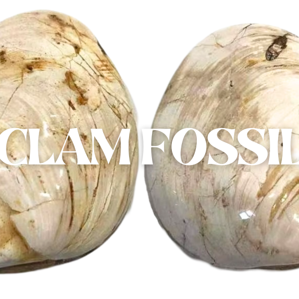 Clam Fossil