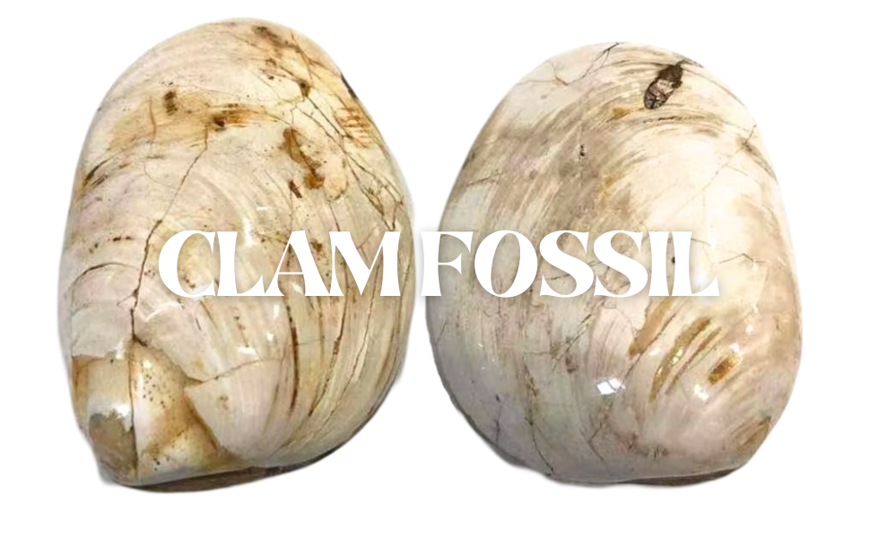 Clam Fossil