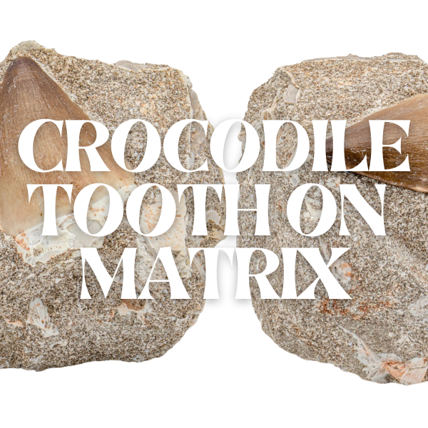 Crocodile Tooth On Matrix