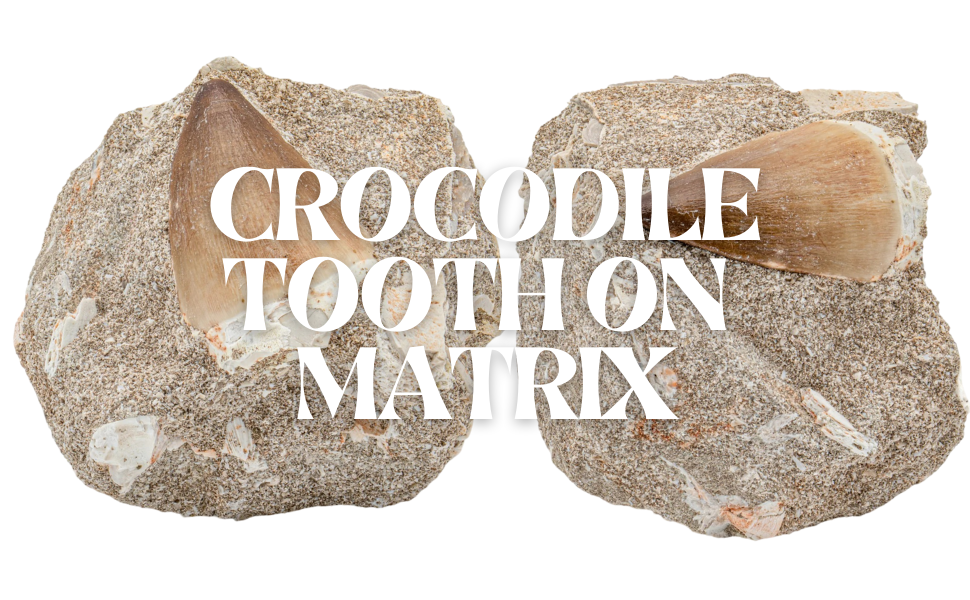 Crocodile Tooth On Matrix