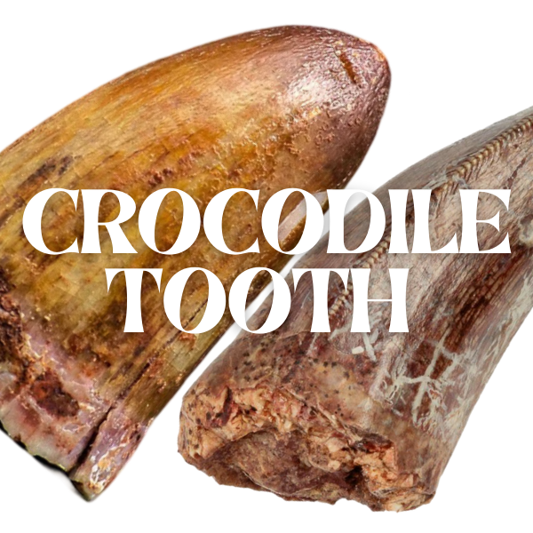 Crocodile Tooth