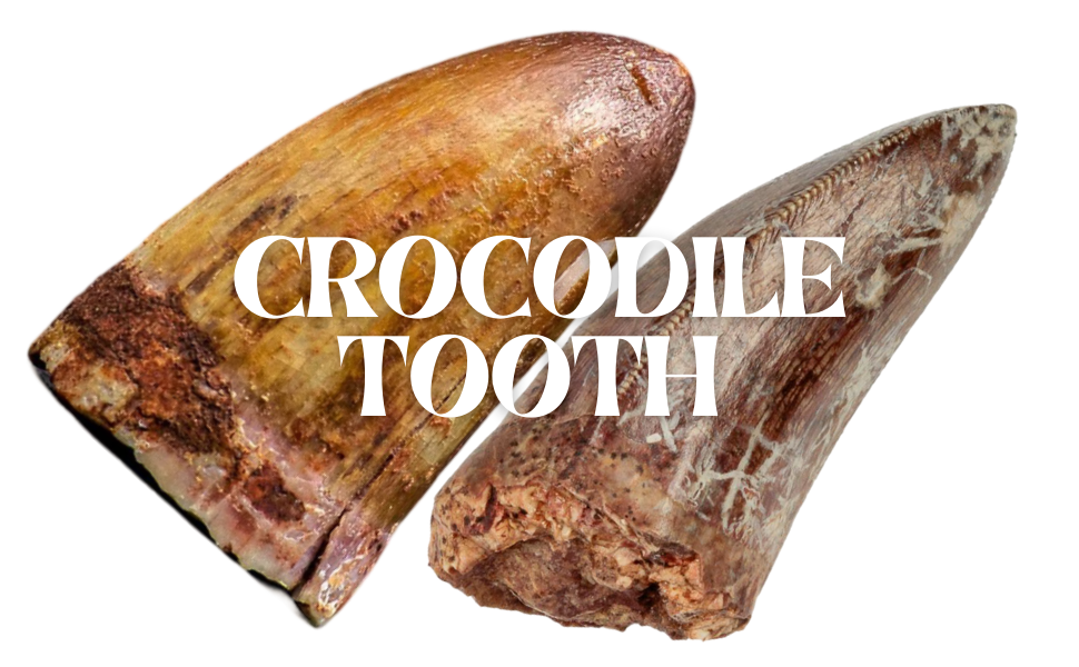 Crocodile Tooth