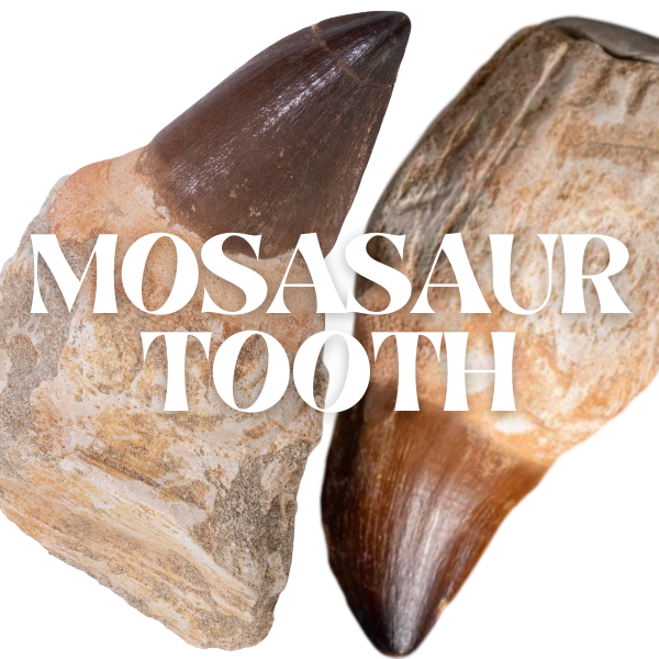 Mosasaur Tooth