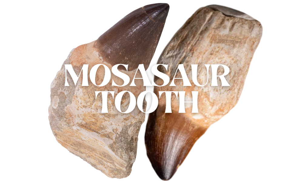 Mosasaur Tooth