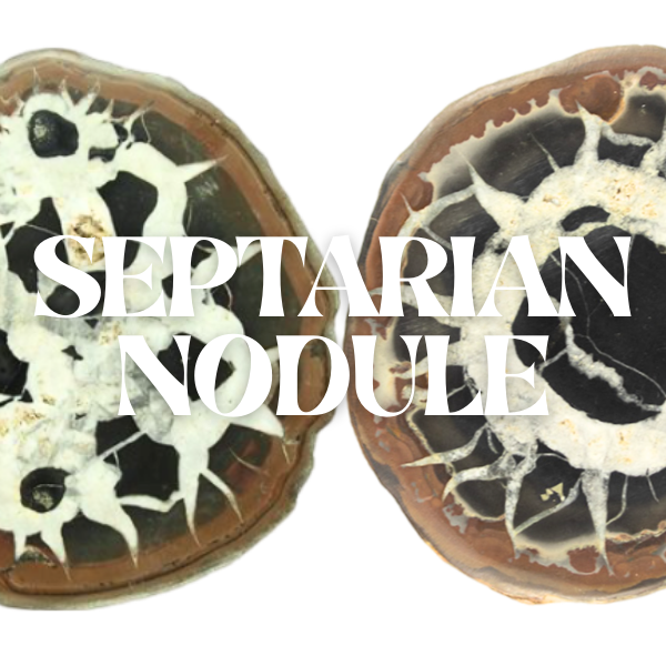 Septarian Nodule