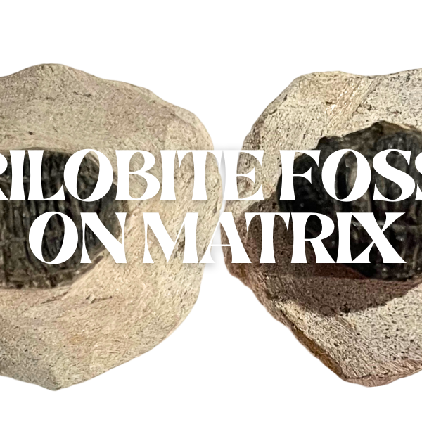 Trilobite Fossil On Metrix