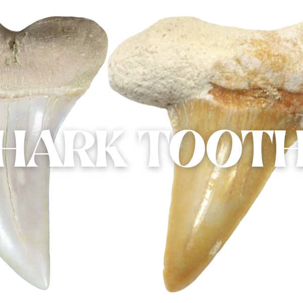 Shark Tooth