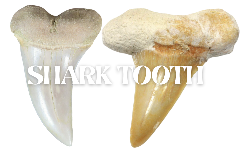 Shark Tooth
