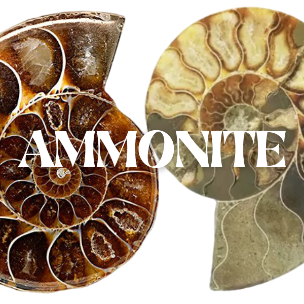 Ammonite