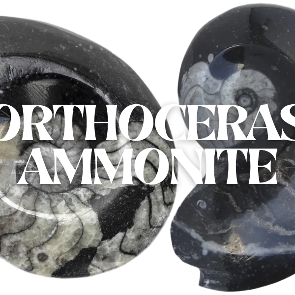 Orthoceras Ammonite