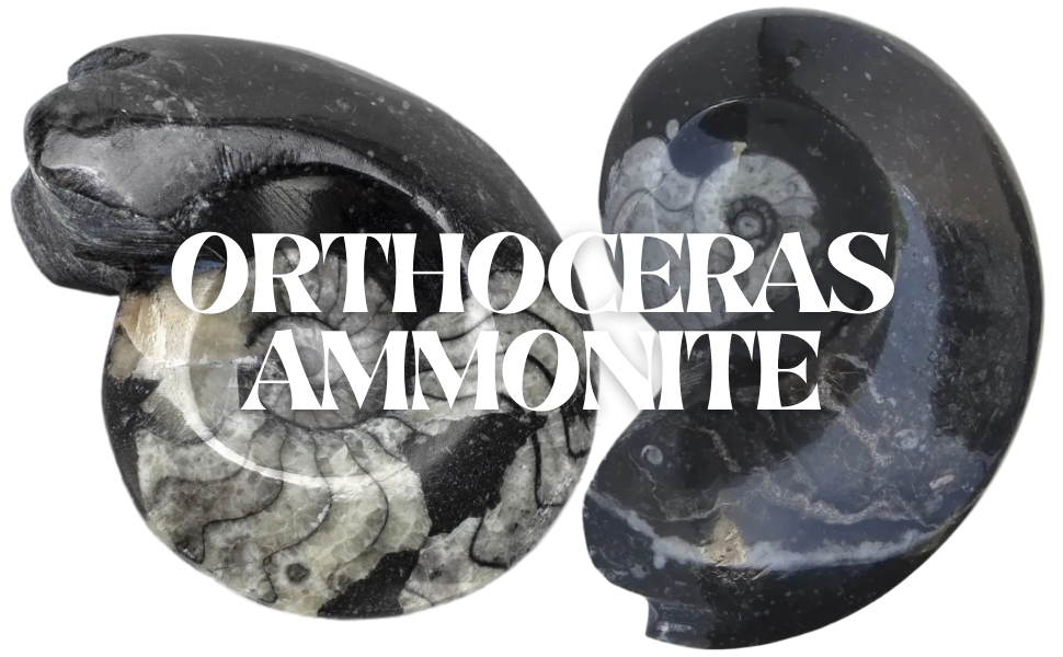 Orthoceras Ammonite