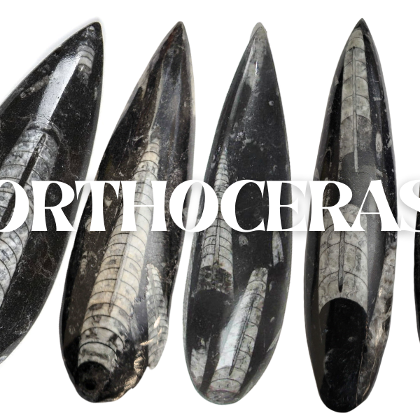 Orthoceras