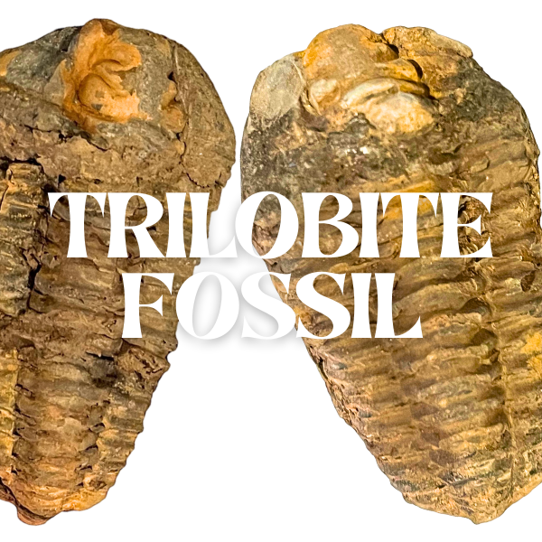 Trilobite