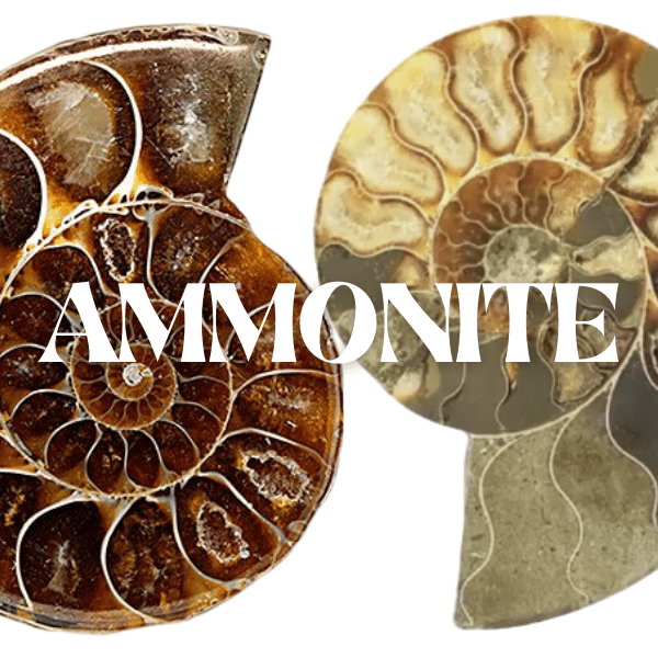 Ammonite