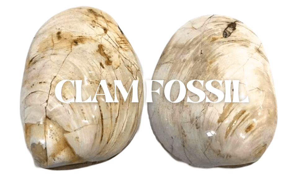 Clam Fossil