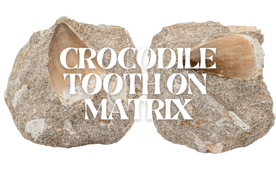 Crocodile Tooth On Matrix