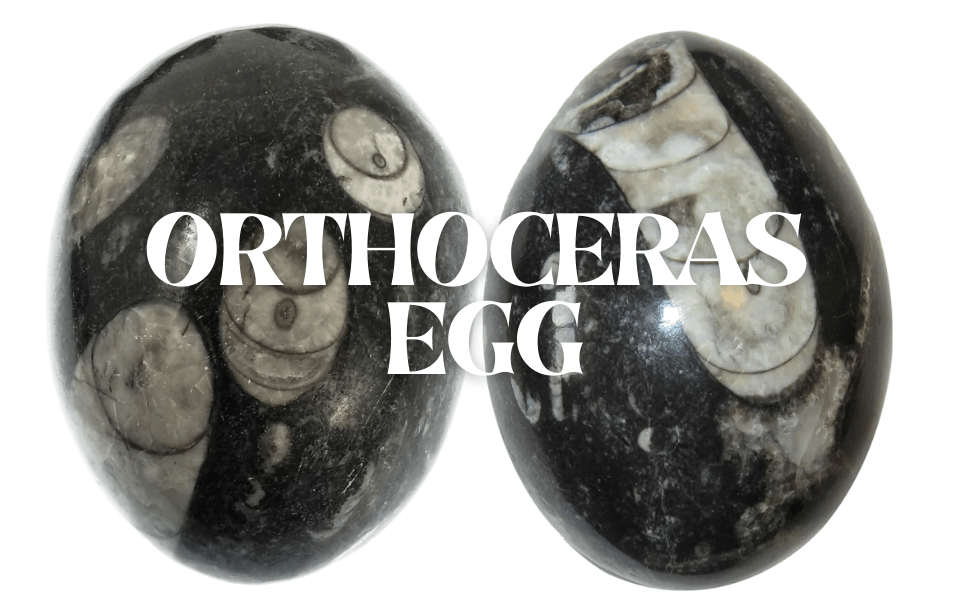 Orthoceras Egg