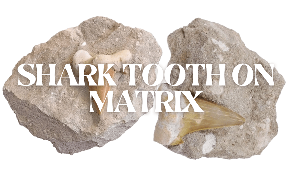 Shark Tooth On Matrix