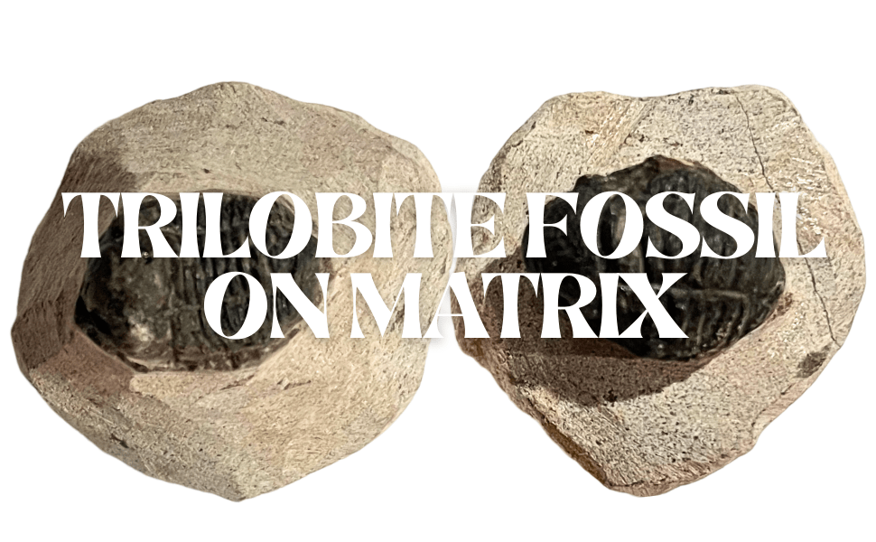 Trilobite Fossil On Metrix