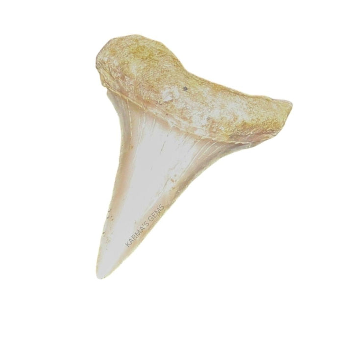 1" TO 1.5" SMALL SHARK TOOTH