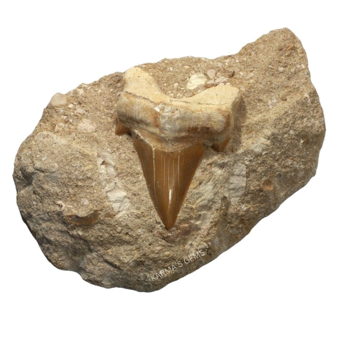 2" TO 3" SHARK TOOTH ON MATRIX