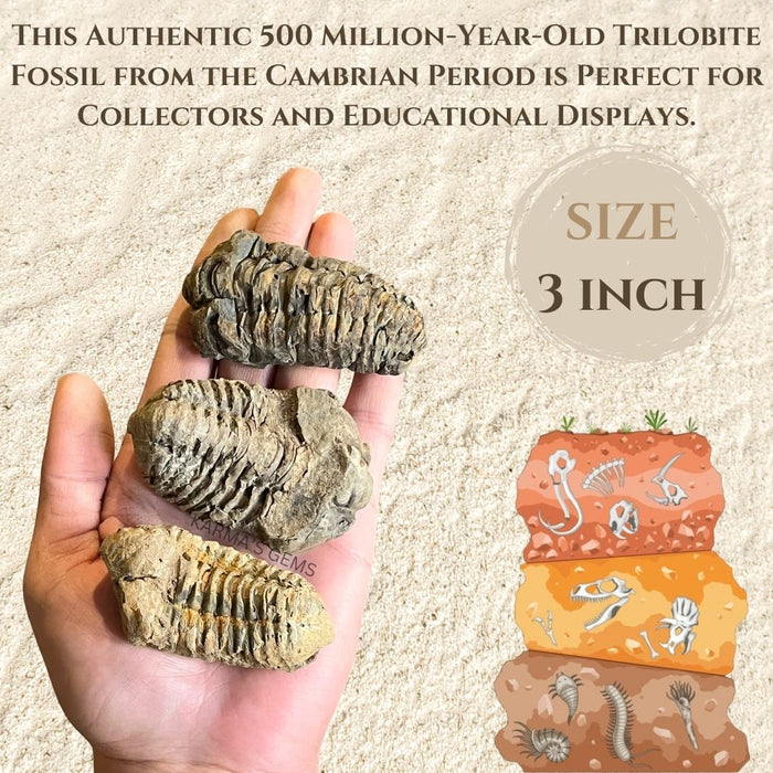 3" TRILOBITE FOSSIL