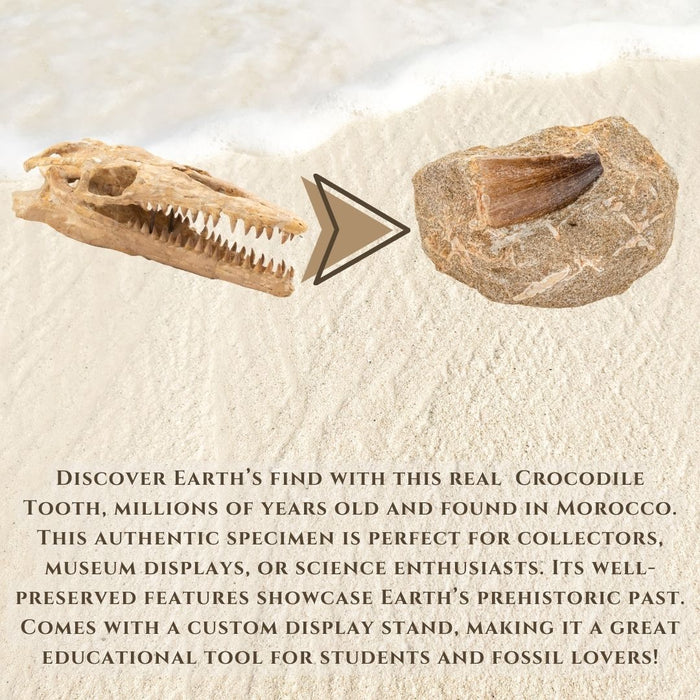 JURASSIC CROCODILE TOOTH ON MATRIX