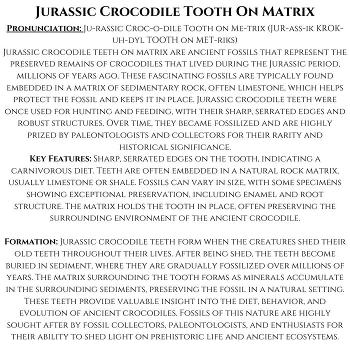 JURASSIC CROCODILE TOOTH ON MATRIX