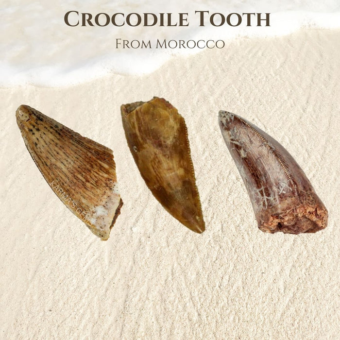 15 TO 25 MM CROCODILE TOOTH