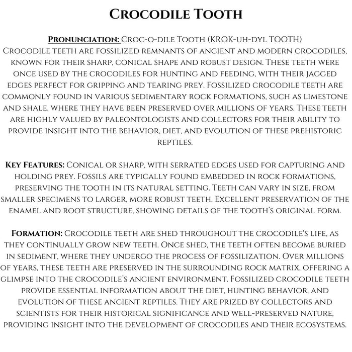 1" TO 1.5" CROCODILE TOOTH