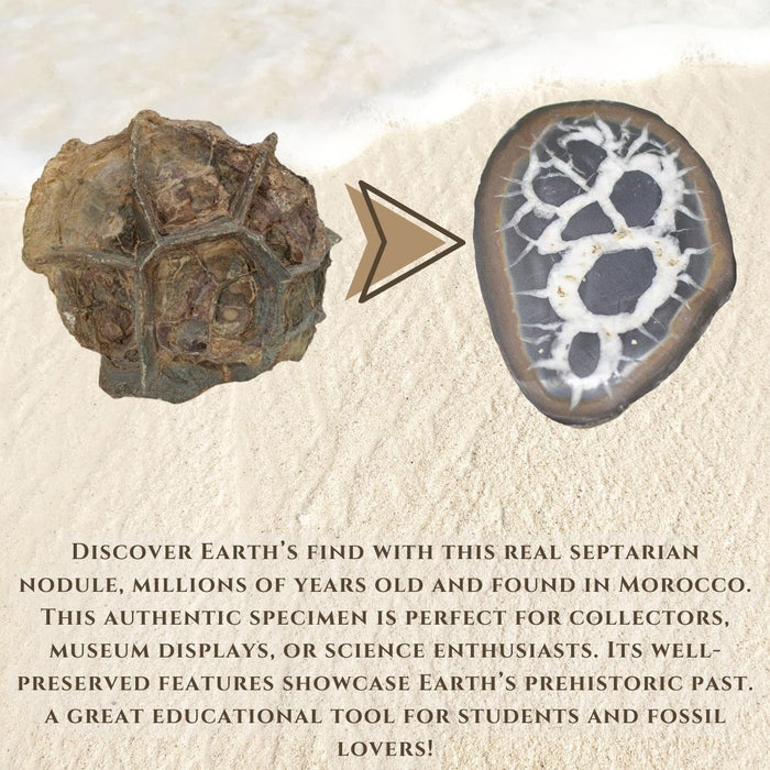 2" SEPTARIAN NODULE