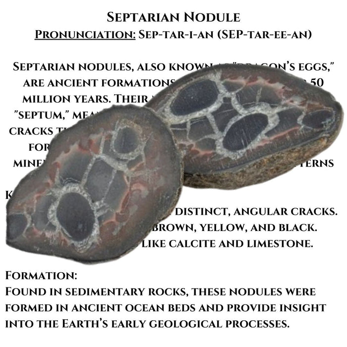 2" SEPTARIAN NODULE