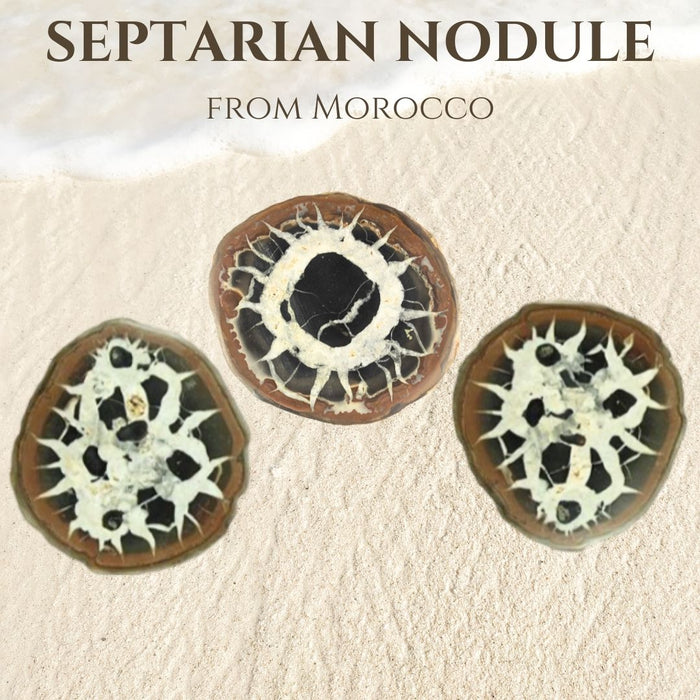 1.5" SEPTARIAN NODULE