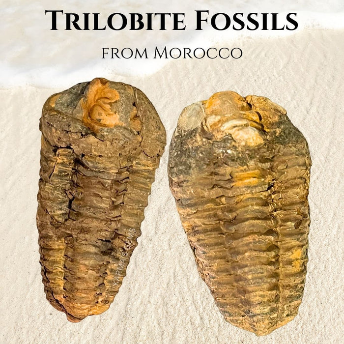 2" TO 3"TRILOBITE FOSSIL