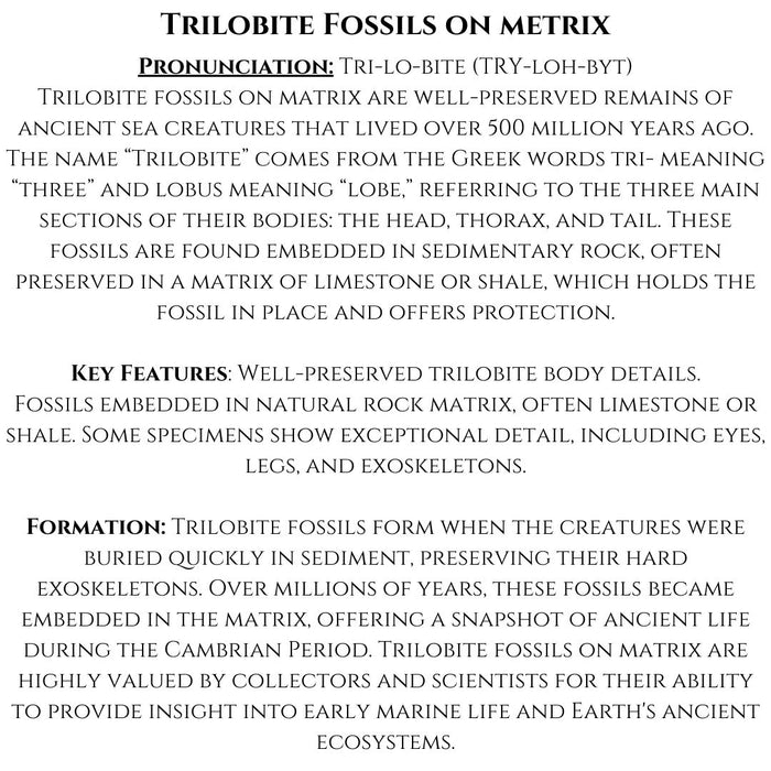 1.5" TRILOBITE FOSSIL ON METRIX