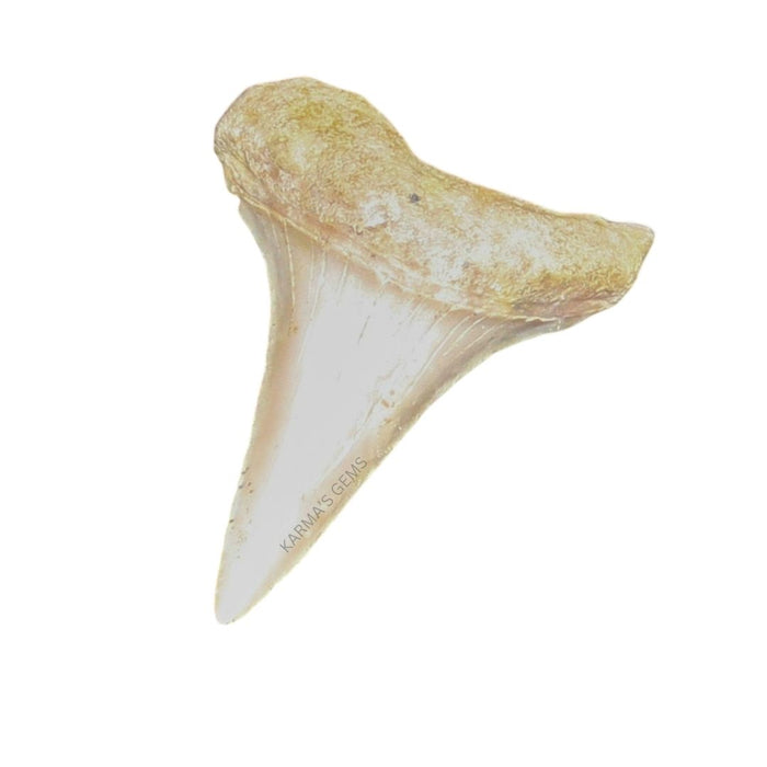 1" TO 1.5" SMALL SHARK TOOTH