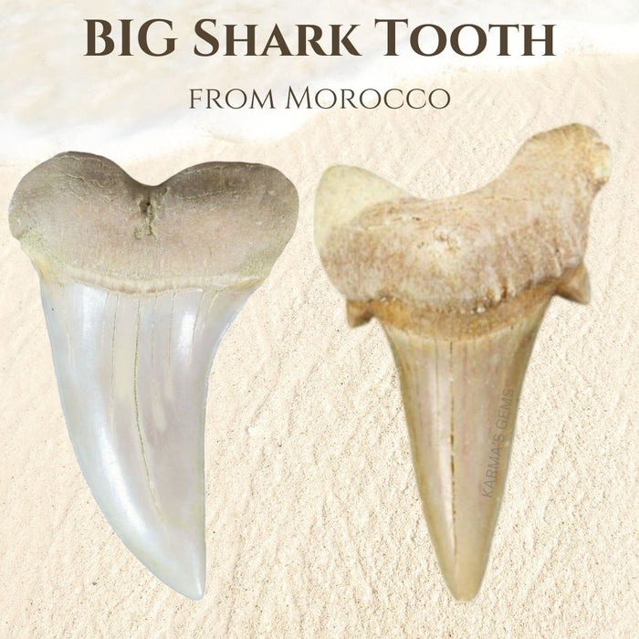 2" BIG SHARK TOOTH