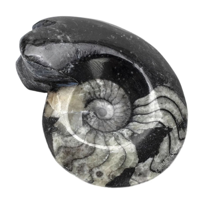 ORTHOCERAS AMMONITE