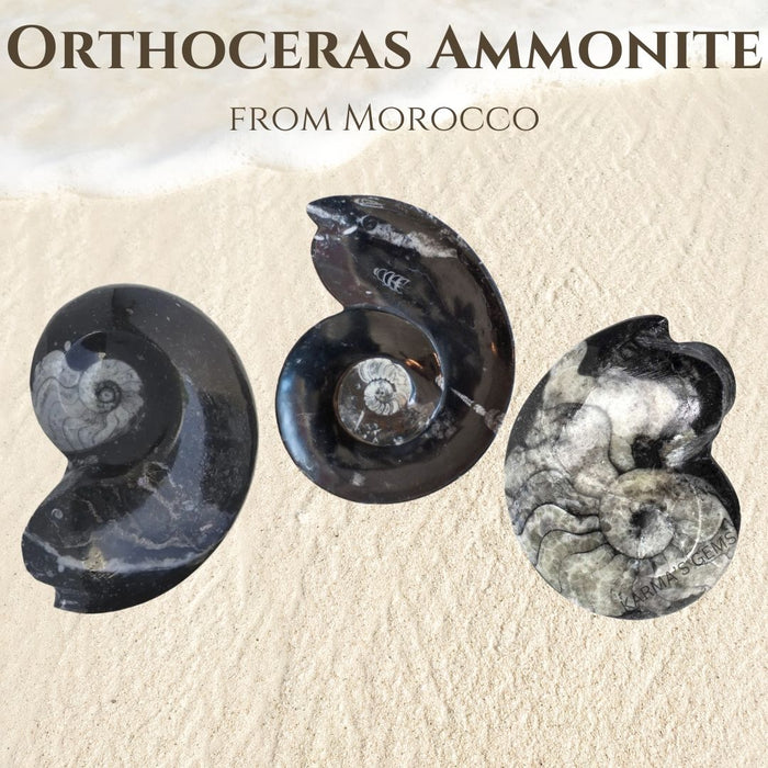 ORTHOCERAS AMMONITE