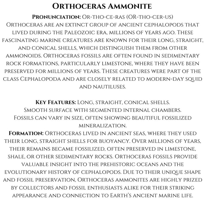 ORTHOCERAS AMMONITE