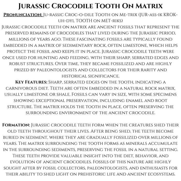 JURASSIC CROCODILE TOOTH ON MATRIX