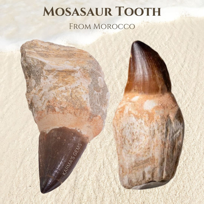 MOSASAUR TOOTH