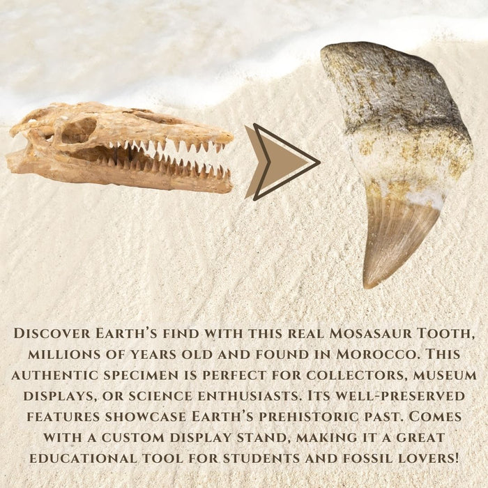 MOSASAUR TOOTH