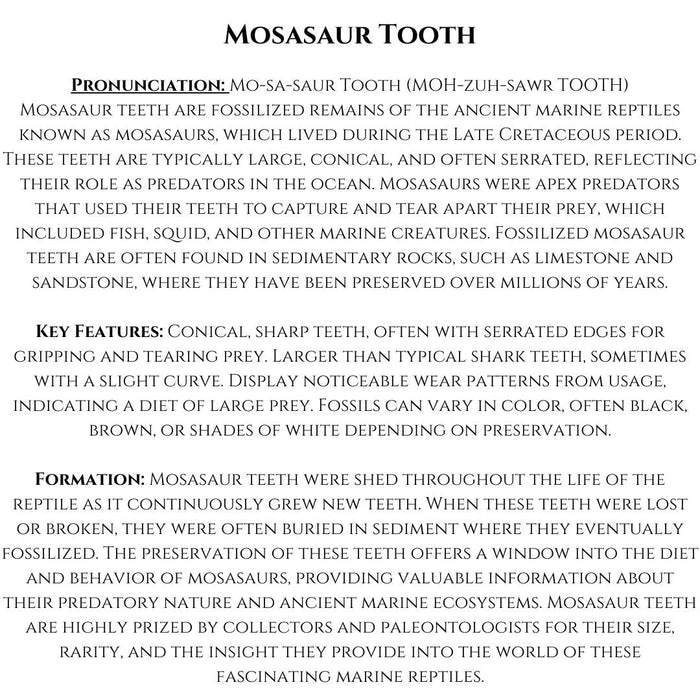 MOSASAUR TOOTH